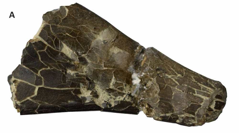Section of the jaw bone fossil from Martill et al. 2020.